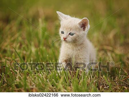 Domestic cat, kitten, 6 weeks, light red mackerel, sitting in a meadow View Large Photo Image Stock Photograph - Domestic cat, kitten, 6 weeks, light red mackerel, sitting in a meadow. Fotosearch
