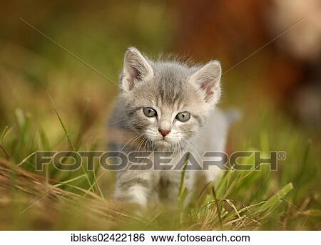 Domestic cat, kitten, 6 weeks, light gray mackerel, walking through a meadow View Large Photo Image Stock Photograph - Domestic cat, kitten, 6 weeks, light gray mackerel, walking through a meadow. Fotosearch
