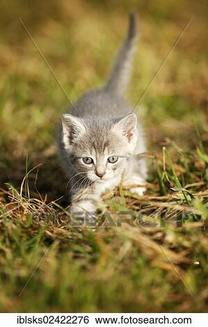 Domestic cat, kitten, 6 weeks, light gray mackerel, walking through a meadow View Large Photo Image Stock Photograph - Domestic cat, kitten, 6 weeks, light gray mackerel, walking through a meadow. Fotosearch