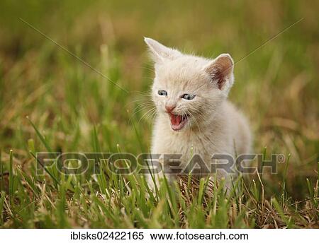 Stock Photography - Domestic cat, kitten, 6 weeks, light red mackerel, sitting in a meadow, meowing. Fotosearch