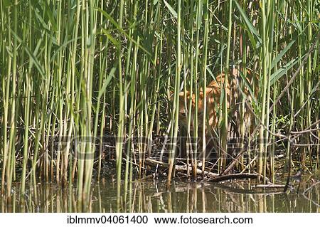 Stock Image - "Domestic cat, orange tabby, hunting in the reeds, Dessau-Rosslau, Saxony-Anhalt, Germany, Europe". Fotosearch
