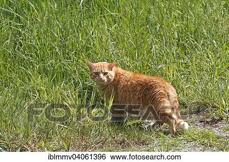 "Domestic cat, orange tabby, hunting in a meadow in spring, Dessau-Rosslau, Saxony-Anhalt, Germany, Europe" View Large Photo Image Stock Photograph - "Domestic cat, orange tabby, hunting in a meadow in spring, Dessau-Rosslau, Saxony-Anhalt, Germany, Europe". Fotosearch