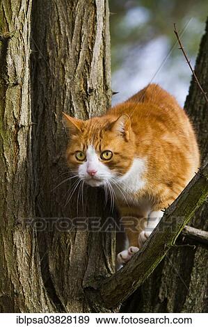 "Domestic Cat, red tabby, lurking on a tree, Tuscany, Italy, Europe" View Large Photo Image Stock Photo - "Domestic Cat, red tabby, lurking on a tree, Tuscany, Italy, Europe". Fotosearch
