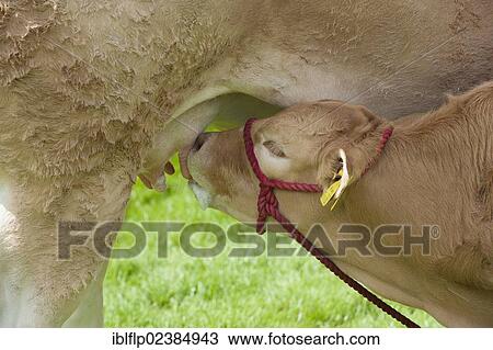 Stock Image - "Domestic Cattle, Blonde d'Aquitaine, calf, close-up of head, suckling from mother, Royal Welsh Show, Builth Wells, Powys, Wales, United Kingdom, Europe". Fotosearch