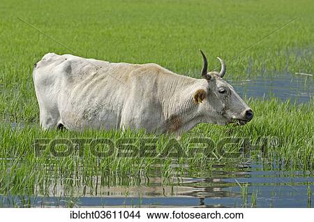 Picture - "Domestic Cattle (Bos primigenius taurus) on a flooded meadow, Central Macedonia, Greece, Europe". Fotosearch