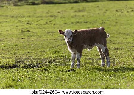 "Domestic Cattle (Bos primigenius taurus), calf standing on a pasture, Mecklenburg-Western Pomerania, Germany, Europe" View Large Photo Image Picture - "Domestic Cattle (Bos primigenius taurus), calf standing on a pasture, Mecklenburg-Western Pomerania, Germany, Europe". Fotosearch