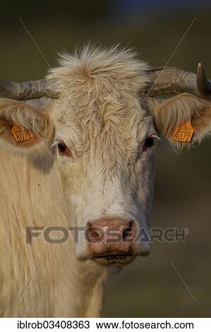 Stock Image - "Domestic Cattle (Bos primigenius taurus), Portrait, Extremadura, Spain, Europe". Fotosearch