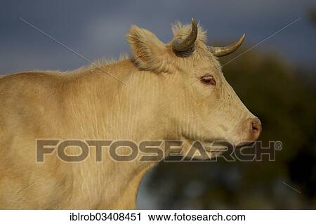 "Domestic Cattle (Bos primigenius taurus), portrait, Extremadura, Spain, Europe" View Large Photo Image Stock Image - "Domestic Cattle (Bos primigenius taurus), portrait, Extremadura, Spain, Europe". Fotosearch
