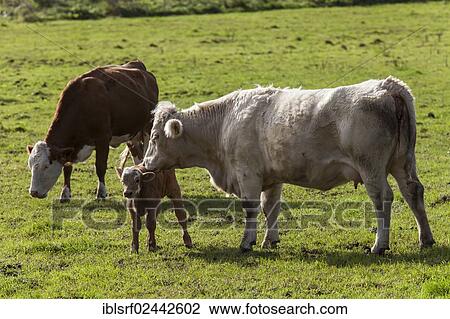 "Domestic cattle (Bos primigenius taurus), cows and a calf, standing on a pasture, Mecklenburg-Western Pomerania, Germany, Europe" View Large Photo Image Stock Image - "Domestic cattle (Bos primigenius taurus), cows and a calf, standing on a pasture, Mecklenburg-Western Pomerania, Germany, Europe". Fotosearch