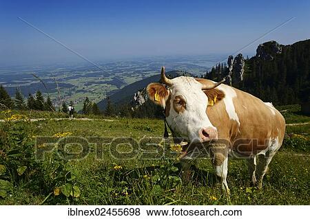 "Domestic cattle (Bos primigenius taurus), cow standing on pasture at Mt Kampenwand, Kampen, Chiemgau, Upper Bavaria, Bavaria, Germany, Europe" View Large Photo Image Stock Photo - "Domestic cattle (Bos primigenius taurus), cow standing on pasture at Mt Kampenwand, Kampen, Chiemgau, Upper Bavaria, Bavaria, Germany, Europe". Fotosearch
