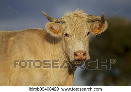 "Domestic Cattle (Bos primigenius taurus), portrait, Extremadura, Spain, Europe" View Large Photo Image Stock Photo - "Domestic Cattle (Bos primigenius taurus), portrait, Extremadura, Spain, Europe". Fotosearch