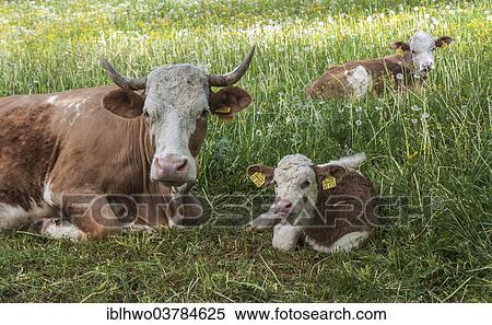 Stock Photography - "Domestic Cattle (Bos primigenius taurus) with calves resting in a pasture, Thuringia, Germany, Europe". Fotosearch