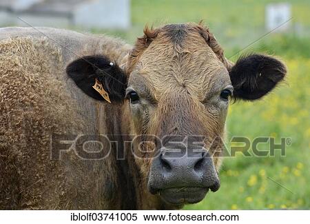 "Domestic Cattle (Bos primigenius taurus), Scotland" View Large Photo Image Stock Photography - "Domestic Cattle (Bos primigenius taurus), Scotland". Fotosearch