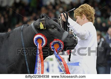 "Domestic Cattle, British Blue champion, close-up of head with halter and rosettes, Royal Highland Show, Edinburgh, Scotland, United Kingdom, Europe" View Large Photo Image Stock Photo - "Domestic Cattle, British Blue champion, close-up of head with halter and rosettes, Royal Highland Show, Edinburgh, Scotland, United Kingdom, Europe". Fotosearch