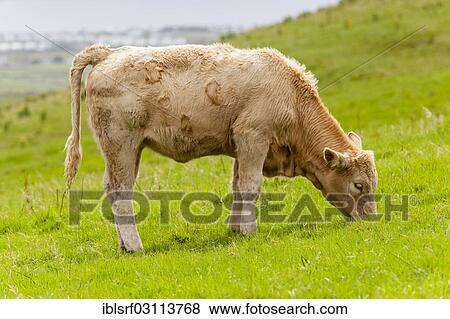 "Domestic cattle, calf on pasture, Liscannor, County Clare, Province of Munster, Ireland, Europe" View Large Photo Image Stock Photo - "Domestic cattle, calf on pasture, Liscannor, County Clare, Province of Munster, Ireland, Europe". Fotosearch