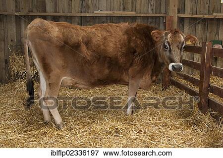 "Domestic Cattle, Jersey calf, standing on straw bedding in barn, Fishers Park Farm, West Sussex, England, United Kingdom, Europe" View Large Photo Image Stock Photo - "Domestic Cattle, Jersey calf, standing on straw bedding in barn, Fishers Park Farm, West Sussex, England, United Kingdom, Europe". Fotosearch