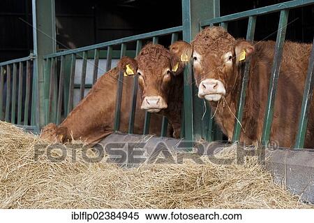 "Domestic Cattle, Limousin beef herd, feeding on hay from behind feed barriers in shed, England, United Kingdom, Europe" View Large Photo Image Stock Photography - "Domestic Cattle, Limousin beef herd, feeding on hay from behind feed barriers in shed, England, United Kingdom, Europe". Fotosearch