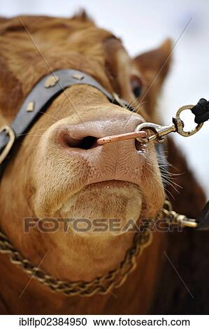 "Domestic Cattle, Limousin bull, close-up of head, with nose ring and clip, at pre-sale show, England, United Kingdom, Europe" View Large Photo Image Stock Image - "Domestic Cattle, Limousin bull, close-up of head, with nose ring and clip, at pre-sale show, England, United Kingdom, Europe". Fotosearch