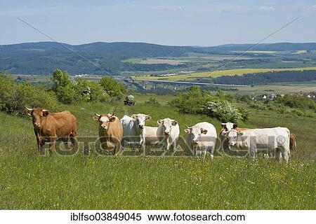 "Domestic cattle standing on a pasture, motorway A71 and the Thuringian Forest at the back, Thuringia, Germany, Europe" View Large Photo Image Stock Photography - "Domestic cattle standing on a pasture, motorway A71 and the Thuringian Forest at the back, Thuringia, Germany, Europe". Fotosearch