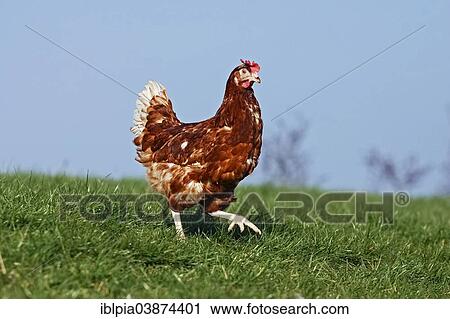 "Domestic chicken, brown laying hen, Lohmann Brown Classic" View Large Photo Image Stock Image - "Domestic chicken, brown laying hen, Lohmann Brown Classic". Fotosearch