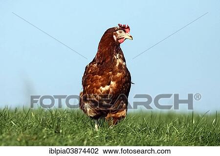 "Domestic chicken, brown laying hen, Lohmann Brown Classic" View Large Photo Image Stock Image - "Domestic chicken, brown laying hen, Lohmann Brown Classic". Fotosearch