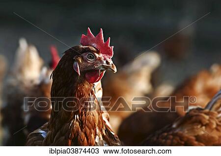 "Domestic chicken, brown laying hen, Lohmann Brown Classic" View Large Photo Image Stock Image - "Domestic chicken, brown laying hen, Lohmann Brown Classic". Fotosearch