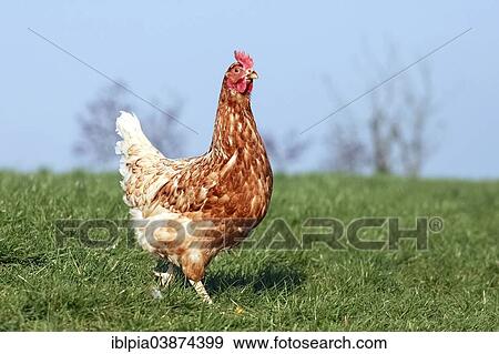 "Domestic chicken, brown laying hen, Lohmann Brown Classic" View Large Photo Image Stock Photo - "Domestic chicken, brown laying hen, Lohmann Brown Classic". Fotosearch