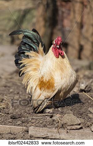"Domestic chicken (Gallus gallus domesticus), Hesse, Germany, Europe" View Large Photo Image Stock Image - "Domestic chicken (Gallus gallus domesticus), Hesse, Germany, Europe". Fotosearch