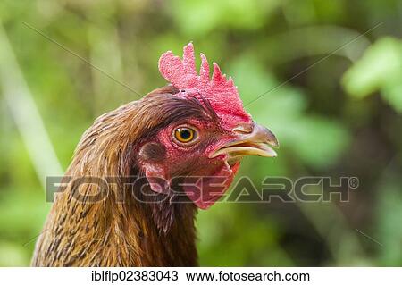 "Domestic Chicken(Gallus gallus domesticus), Welsummer, free-range hen, close-up of head, in garden, Chipping, Lancashire, England, United Kingdom, Europe" View Large Photo Image Stock Image - "Domestic Chicken(Gallus gallus domesticus), Welsummer, free-range hen, close-up of head, in garden, Chipping, Lancashire, England, United Kingdom, Europe". Fotosearch