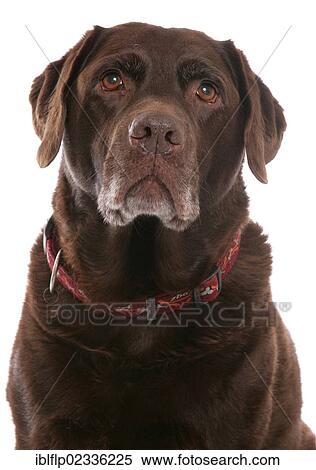 "Domestic Dog, Chocolate Labrador Retriever, elderly adult, with collar" View Large Photo Image Stock Photography - "Domestic Dog, Chocolate Labrador Retriever, elderly adult, with collar". Fotosearch