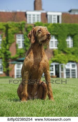 "Domestic Dog, Hungarian Vizsla, wire-haired variety, adult, sitting on grass in front of West London Shooting School, Northolt, Middlesex, England, United Kingdom, Europe" View Large Photo Image Picture - "Domestic Dog, Hungarian Vizsla, wire-haired variety, adult, sitting on grass in front of West London Shooting School, Northolt, Middlesex, England, United Kingdom, Europe". Fotosearch
