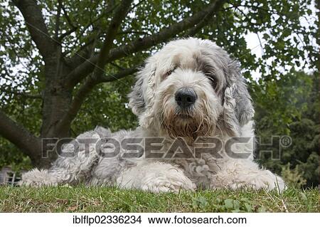 "Domestic Dog, Old English Sheepdog, young female, resting on grass, England, United Kingdom, Europe" View Large Photo Image Picture - "Domestic Dog, Old English Sheepdog, young female, resting on grass, England, United Kingdom, Europe". Fotosearch