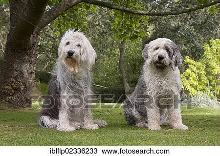 "Domestic Dog, Old English Sheepdog, elderly adult female and young female, sitting on grass, England, United Kingdom, Europe" View Large Photo Image Stock Image - "Domestic Dog, Old English Sheepdog, elderly adult female and young female, sitting on grass, England, United Kingdom, Europe". Fotosearch