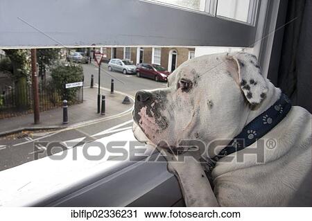 "Domestic Dog, Old Tyme Bulldog, adult, looking out through open window in city apartment, London, England, United Kingdom, Europe" View Large Photo Image Stock Image - "Domestic Dog, Old Tyme Bulldog, adult, looking out through open window in city apartment, London, England, United Kingdom, Europe". Fotosearch