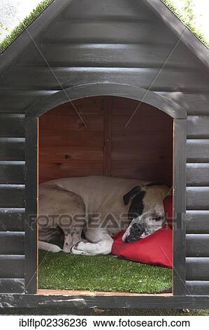 Stock Photograph - "Domestic Dog, Old Tyme Bulldog, resting in kennel, England, United Kingdom, Europe". Fotosearch