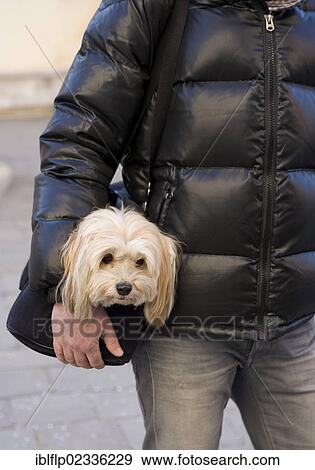 Stock Photo - "Domestic Dog, Shih Tzu, adult, being carried in bag by owner, Italy, Europe". Fotosearch