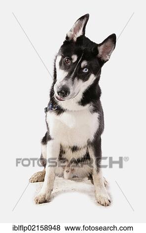"Domestic dog, Siberian Husky, adult, with different coloured eyes, sitting" View Large Photo Image Stock Photo - "Domestic dog, Siberian Husky, adult, with different coloured eyes, sitting". Fotosearch