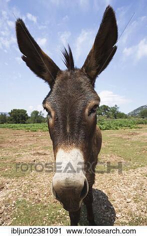 "Domestic donkey (Equus asinus asinus), on the plateau of su Golgo near the pilgrimage church of San Pietro, Baunei, Ogliastra province, Sardinia, Italy, Europe" View Large Photo Image Stock Image - "Domestic donkey (Equus asinus asinus), on the plateau of su Golgo near the pilgrimage church of San Pietro, Baunei, Ogliastra province, Sardinia, Italy, Europe". Fotosearch