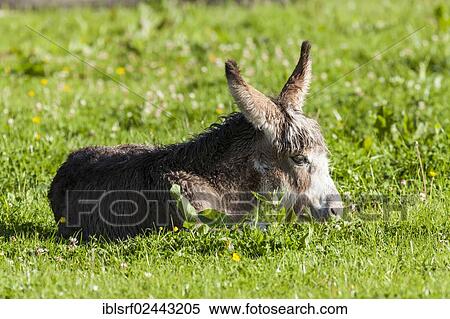 "Domestic donkey (Equus asinus asinus), County Clare, Republic of Ireland, Europe" View Large Photo Image Stock Photography - "Domestic donkey (Equus asinus asinus), County Clare, Republic of Ireland, Europe". Fotosearch