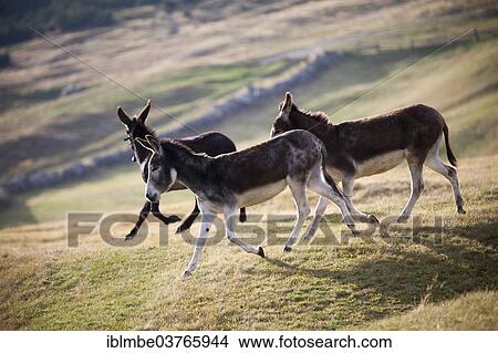 "Domestic Donkeys (Equus asinus asinus) on a mountain pasture, Lombardy, Italy, Europe" View Large Photo Image Picture - "Domestic Donkeys (Equus asinus asinus) on a mountain pasture, Lombardy, Italy, Europe". Fotosearch