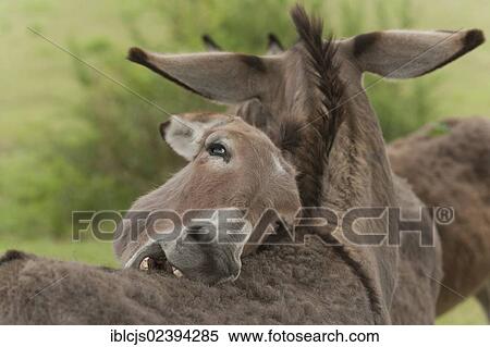 Stock Photography - "Domestic Donkeys (Equus asinus asinus), mutual grooming, Wahner Heide nature reserve, North Rhine-Westphalia, Germany, Europe". Fotosearch