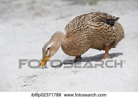 "Domestic Duck, adult, foraging in volcanic ash on lake shore, Lago Traful, Nahuel Huapi National Park, Patagonia, Argentina, South America" View Large Photo Image Stock Photo - "Domestic Duck, adult, foraging in volcanic ash on lake shore, Lago Traful, Nahuel Huapi National Park, Patagonia, Argentina, South America". Fotosearch