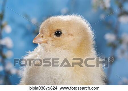 "Domestic fowl chick, Brahma breed" View Large Photo Image Picture - "Domestic fowl chick, Brahma breed". Fotosearch