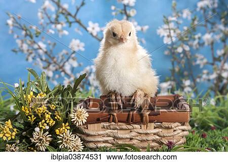 "Domestic fowl chick, Brahma breed" View Large Photo Image Stock Image - "Domestic fowl chick, Brahma breed". Fotosearch