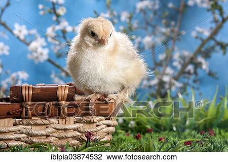 "Domestic fowl chick, Brahma breed" View Large Photo Image Stock Image - "Domestic fowl chick, Brahma breed". Fotosearch