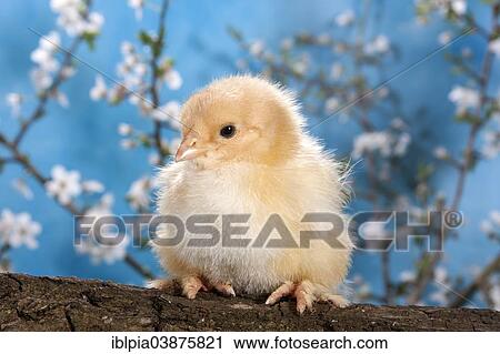 Stock Image - "Domestic fowl chick, Brahma breed". Fotosearch