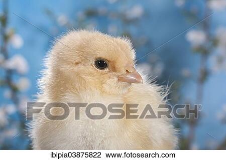 "Domestic fowl chick, Brahma breed" View Large Photo Image Stock Image - "Domestic fowl chick, Brahma breed". Fotosearch