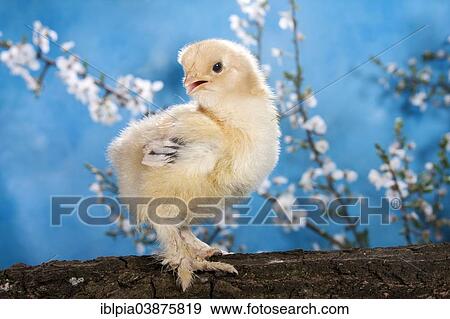 "Domestic fowl chick, Brahma breed" View Large Photo Image Stock Photo - "Domestic fowl chick, Brahma breed". Fotosearch