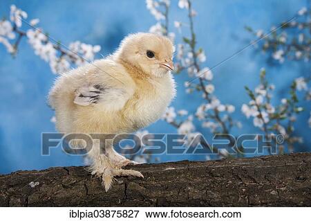 "Domestic fowl chick, Brahma breed" View Large Photo Image Stock Photo - "Domestic fowl chick, Brahma breed". Fotosearch