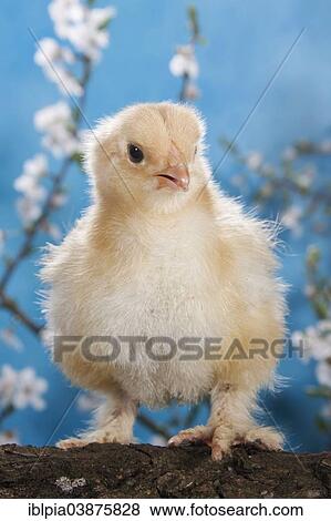 "Domestic fowl chick, Brahma breed" View Large Photo Image Stock Photo - "Domestic fowl chick, Brahma breed". Fotosearch